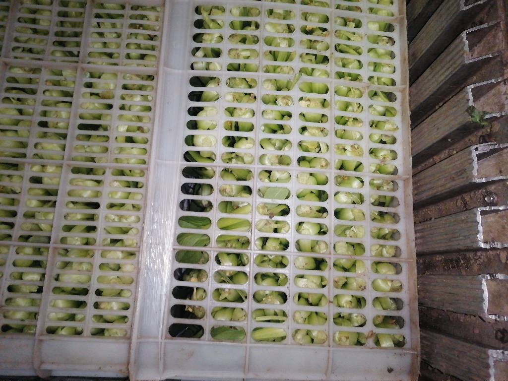 1712561589642289.jpg 孫王英.jpg